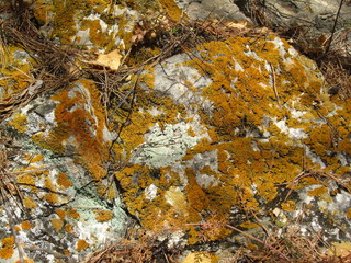 Lichen on the rock. Close-up. Red stone grunge texture. Abstract rusty grunge background. The surface of the stone is covered with bright orange lichen. Autumn mountain stones landscape background.