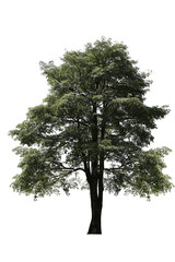 Obraz premium Beautiful green tree isolated on white background with clipping path