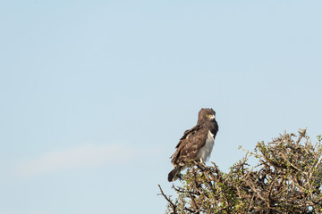 Black-Chested Snake Eagle, also known as the Black-Breasted Snake Eagle (Circaetus pectoralis) sitting in a tree against a blue sky.  Image taken in the Masai Mara, Kenya.
