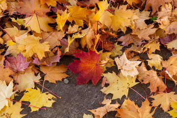 Fall foilage with one red leaf in center