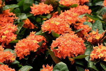 Beautiful colorful flowers are blooming