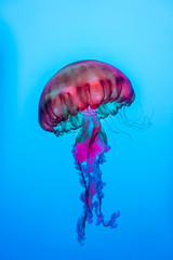 A colorful jellyfish invertebrate animal floating underwater in a blue background 