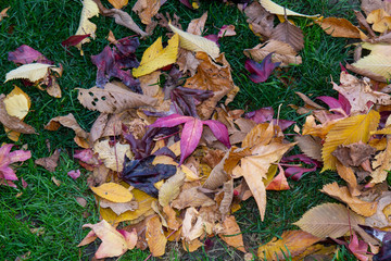 Magenta and brown leaves on grass