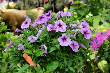 Colorful flowers.Group of flower.