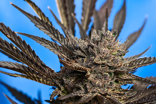 รูปภาพSinsemilla เลือกดูภาพถ่ายสต็อก เวกเตอร์ และวิดีโอ524 Adobe Stock