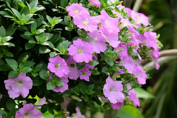 Colorful flowers.Group of flower.