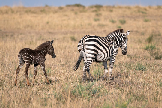 Rare zebra foal with polka dots (spots) instead of stripes, named Tira after the guide who first saw her, with its mother. Image taken in the Masai Mara National Park in Kenya.