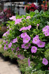 Colorful flowers.Group of flower.