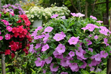 Obraz premium Colorful flowers.Group of flower.