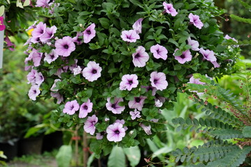 Colorful flowers.Group of flower.