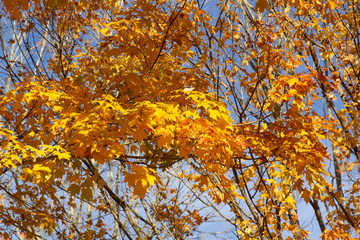 Yellow and orage leave on tree during fall foilage season more sparse