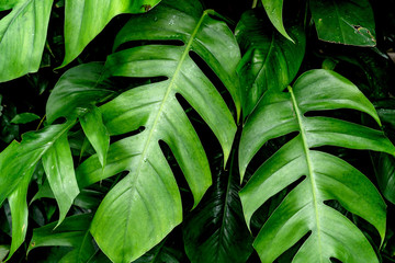 Green leaves pattern,leaf monstera in the forest for nature background