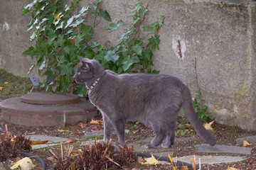grey cat profile on gardens