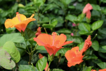 Beautiful colorful flowers are blooming