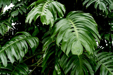 Green leaves pattern,leaf monstera in the forest for nature background