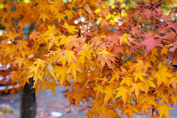 Naklejka na ściany i meble beautiful orange leaves on tree during fall foilage season