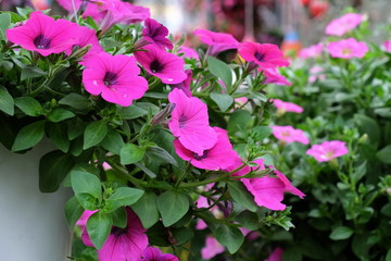 Beautiful colorful flowers are blooming