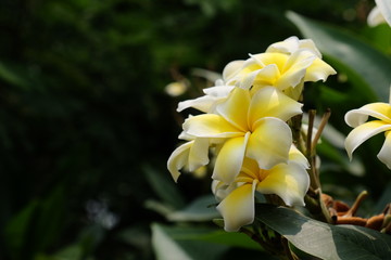 Colorful flowers in the garden.Plumeria flower blooming.Beautiful flowers in the garden Blooming in the summer	
