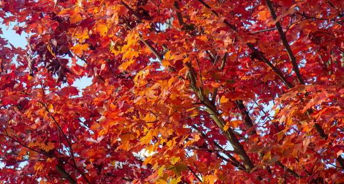 Red Orange Leaves On Tree During Fall Foilage Sparse 3