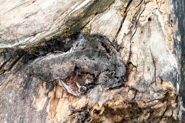 Detail bark of tree texture background