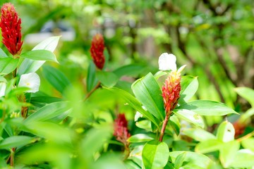 Costus speciosus or Indian Head Ginger in the garden