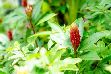 Costus speciosus or Indian Head Ginger in the garden