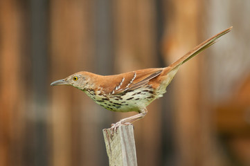 A Common Flicker perches on the top of a post.