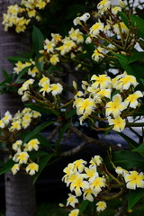 Colorful white flowers in the garden. Plumeria flower blooming