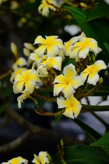 Obraz premium Colorful white flowers in the garden. Plumeria flower blooming