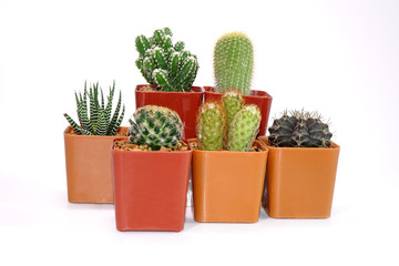 Group of Cactus in pot isolated on white background. Potted ornamental plants for absorb electromagnetic radiation from computer in office, ecosystem friendly office and healthy environment concepts. 