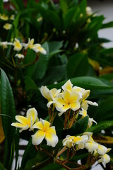 Colorful white flowers in the garden. Plumeria flower blooming