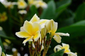 Fototapeta premium Colorful white flowers in the garden. Plumeria flower blooming