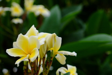 Colorful white flowers in the garden. Plumeria flower blooming