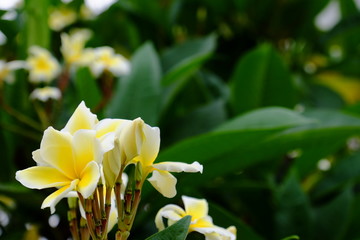 Beautiful flowers in the garden Blooming in the summer.Landscaped Formal Garden.tropical flowers blooming on tree	