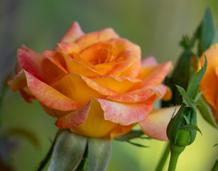 Coral rose with bokeh