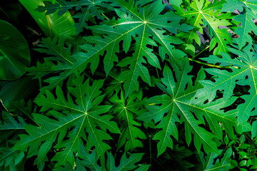 Green leaves pattern,leaf papaya tree in the forest for nature background