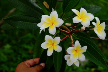 Obraz premium Beautiful colorful flowers are blooming