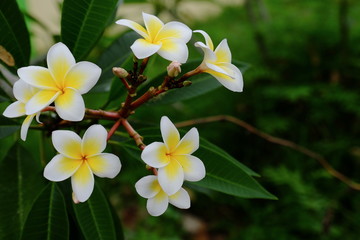 Beautiful colorful flowers are blooming