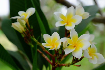 Obraz premium Beautiful colorful flowers are blooming