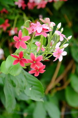 Beautiful flowers in the garden Blooming in the summer.