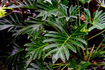 Naklejka na ściany i meble Green leaves pattern,leaf philodendron xanadu in garden