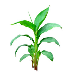 Green leaves pattern,leaf Cannaceae tree isolated on white background,include clipping path