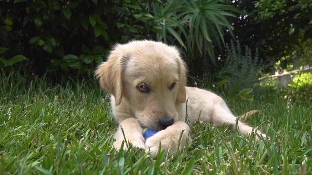 Female golden retriever puppy chewing ball and getting up, low angle