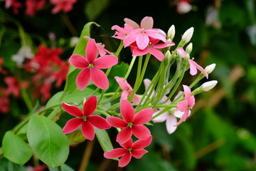 Fototapeta premium Beautiful flowers in the garden Blooming in the summer.