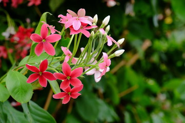 Beautiful flowers in the garden Blooming in the summer.Landscaped Formal Garden.