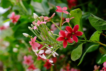 Beautiful colorful flowers are blooming,flower blooming.Beautiful flowers in the garden.	