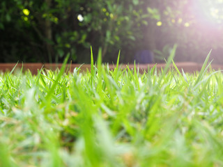 The green grass in the morning sun shines