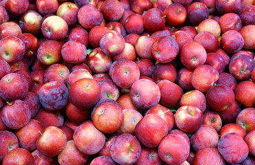 Fresh picked red apples in the harvest season