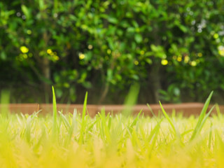 The green grass with sunlight and bokeh blurred background in the garden..
