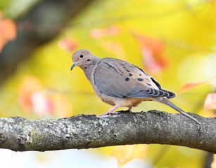 morning dove standing on tree branch in autumn season